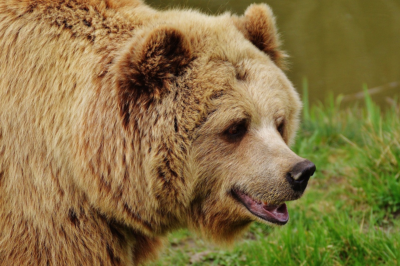 Trouver Numéro en Suisse | Comment contacter le Parc Naturel et Animalier de Goldau ?